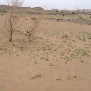 Halvan Desert